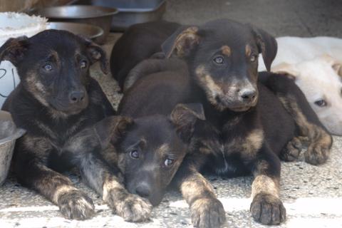 I cuccioli dal sud... incluso Tommy!